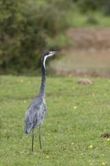 Fototapeta premium Black Headed Heron, Addo Elephant National Park
