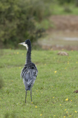 Black Headed Heron, Addo Elephant National Park