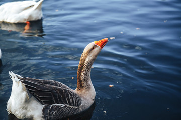 Brent Goose, Goose, Birds