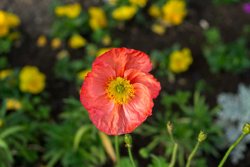 Close up Beautiful Orange Cosmo and yellow flower garden in blurred background