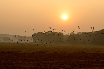 Birds fly at dawn in India