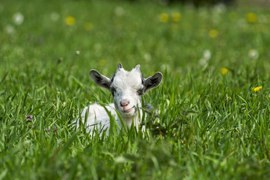 Goat lies on a green meadow 