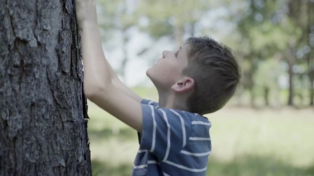 Boy touching tree bark