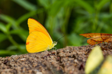 Macro butterflies eat salt marsh