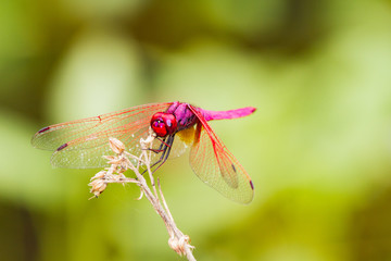 Macro red dragonfly outdoor on morning