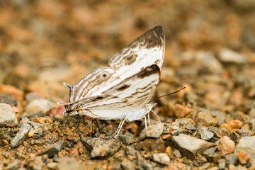 Macro butterflies eat salt marsh