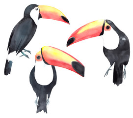 Watercolor toucan set. Painted tropical birds © natikka