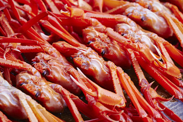 Red snow crab 