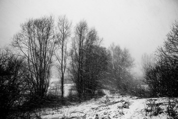 Obraz na płótnie Canvas A snow storm in the country with some trees