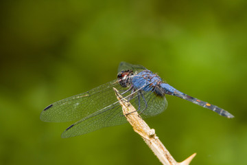 Macro blue dragonfly outdoor on morning