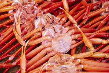 Red snow crab 