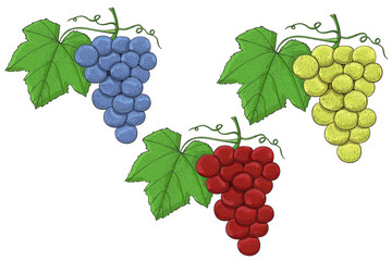 Grapes. Hand drawn sketch. Collection of blue, red and white grapes with green leaf