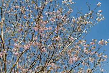 Cassia bakeriana Craib Beneath pink flowering tree similar sakura in Thailand