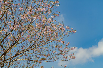Cassia bakeriana Craib Beneath pink flowering tree similar sakura in Thailand