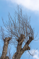 Dry branches

