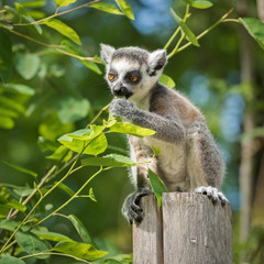 A young lemur katta cub sits on a wooden post and eats a leaf
