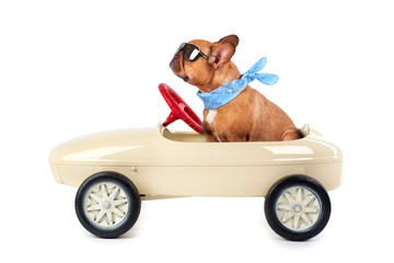 Obraz premium Bulldogge im Tretauto, vintage, isoliert