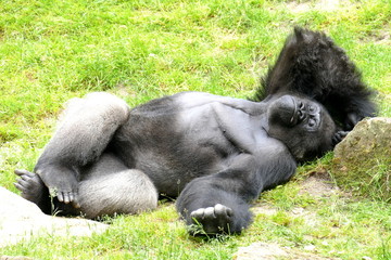 Entspannter Gorilla