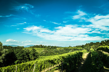Naklejka premium grapevine field in the italian countryside