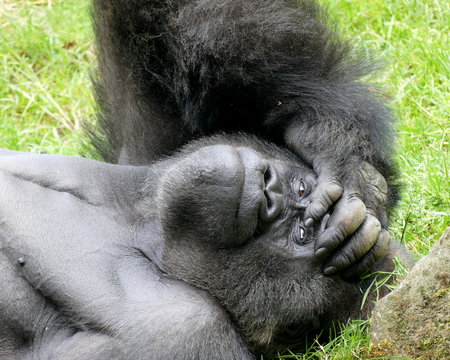Denkerpose eines männlichen Gorillas