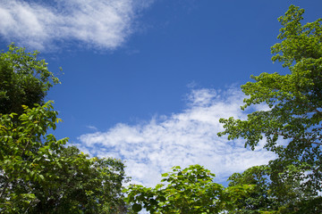 The image of a tree with blue sky For the background,happy holiday.

