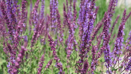 Lavendel