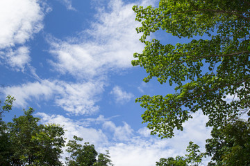 The image of a tree with blue sky For the background,happy holiday.

