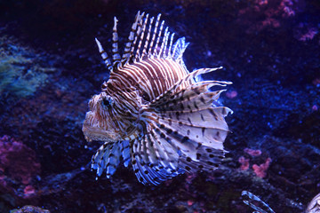 lionfish in the sea water