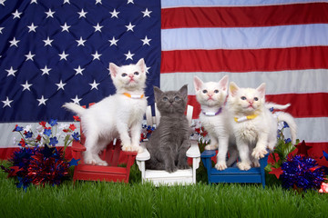 Three fluffy white kittens and one gray sitting in red white and blue chairs on green grass with...