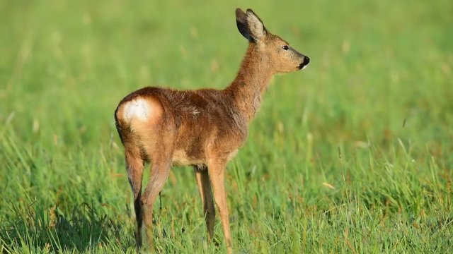 Reh bei der Fellpflege auf Fr&uuml;hlings Wiese, Mai