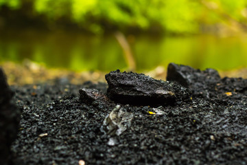 Black coal on the background of a forest river in the forest.