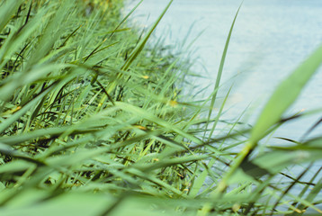 Reeds by the river