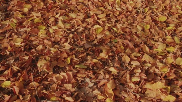Red yellow and brown beech leaves on a forest floor. The camera moves slowly and evenly over it. The image has a textured character.