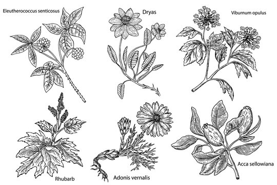 Set of medicinal plants isolated on white background(Adonis vernalis, Rhubarb, Dryas, Eleutherococcus senticosus, Acca sellowiana,Viburnum opulus). Hand drawn medical herbs.