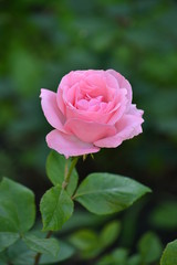 Beautiful pink rose in the garden.
