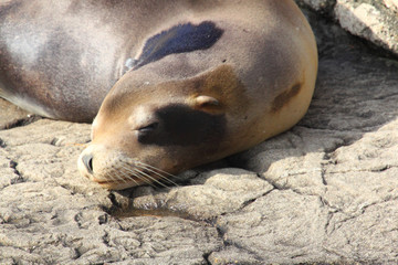 Naklejka premium California sea lion (Zalophus californianus)