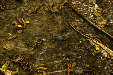 
Texture wooden rotten board