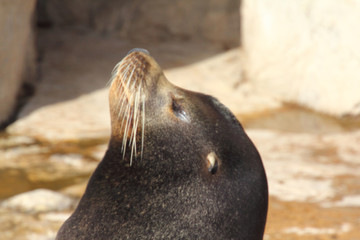 California sea lion   (Zalophus californianus)