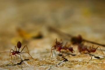 Fire Ant On The Ground With Several Focus