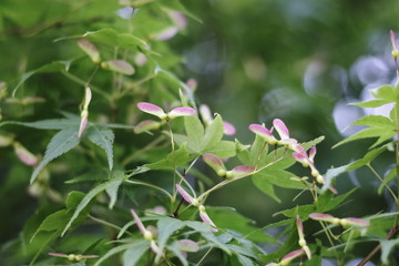 Fototapeta na wymiar 楓の種