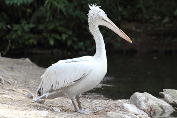 Dalmatian pelican   (pelicanus crispus)