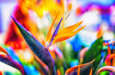 Crane Flower or Bird of Paradise