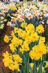 Obraz premium Field of daffodils