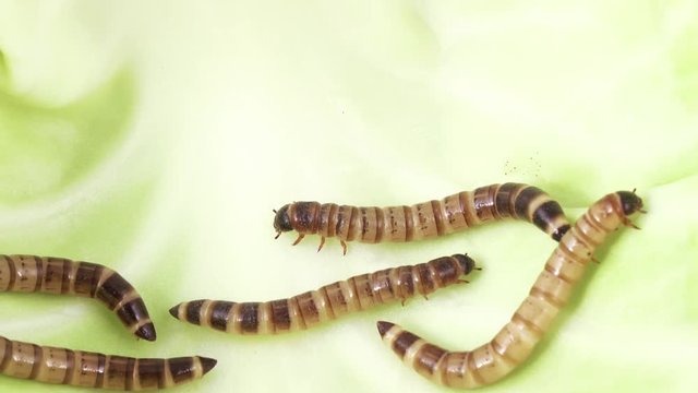 Zofobas larvae on cabbage