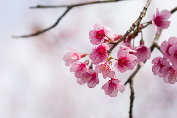 close up beauty sakura flower in spingtime