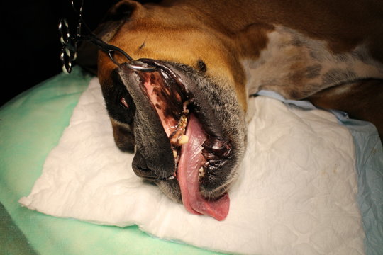 Epulis - tumor situated on gingival mucosa by boxer dog