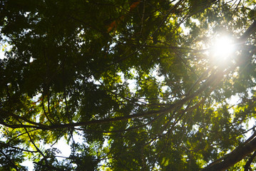 Sun Flare Inside Jungle