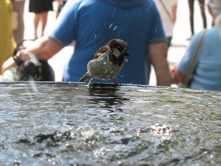 Купающийся воробей
