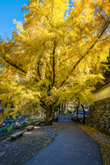 Naklejka premium Piękne duże drzewo Ginkgo w mieście Mitake w sezonie jesiennym.