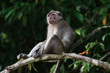 Borneo, Malaysia. A Macaque sits in a tree.